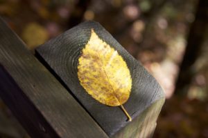 and BCD? - Leaf on Post