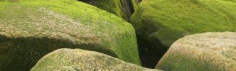 CONTACT - Green Mossy Stone